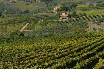 Beautiful Tuscany landscape with rows of vineyards near Panzano (Firenze). Italy.