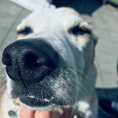 dog's nose