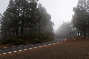 Fototapeta premium Road trough the forest on foggy morning, Tenerife, Spain