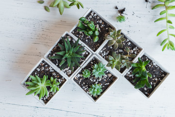 Fototapeta na wymiar Succulent hand planting In white pots White background in the room
