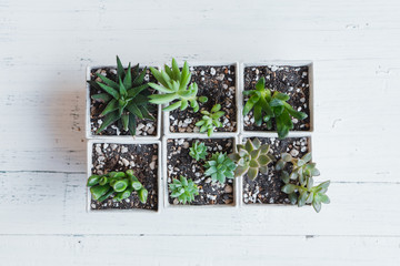 Succulent hand planting In white pots White background in the room