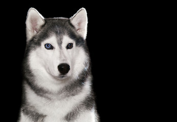 Beautiful Siberian Husky dog with blue and brown eyes, posing in studio on dark background