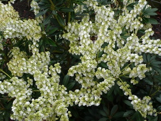 white flowers in the garden