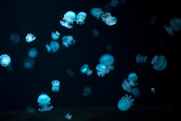 background image of jellyfish in blue water 