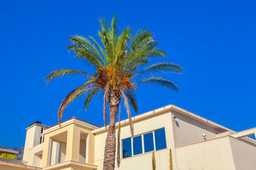 summer vacation, near resort growing palm trees