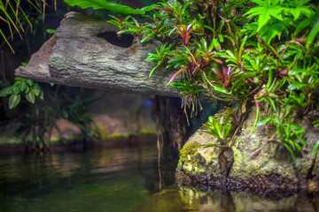 exotic plants growing near water , nature details