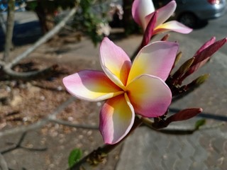 Frangipani flowers25