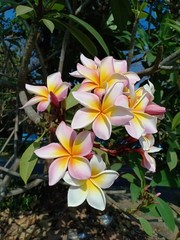 Fototapeta premium Frangipani flowers24