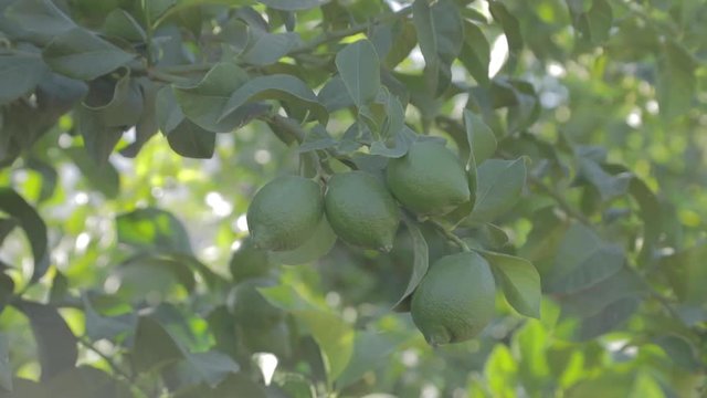 Pequeño Racimo De Limones Verdes En El Huerto