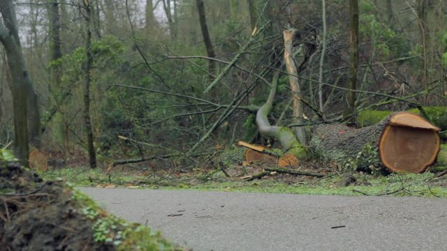 Broken, Fallen and Cut Down Tree near Roadside and Walkway