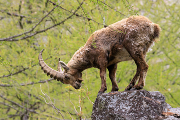 stambecco nel Parco Nazionale del Gran Paradiso