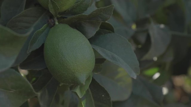 Movimiento de lim&oacute;n, producido por el viento 