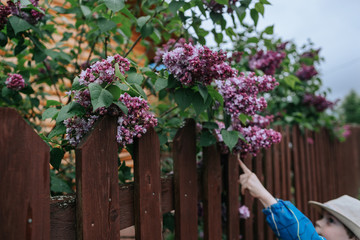 Fototapeta na wymiar A little boy in a hat looks at the bushes of blooming lilac in the countryside