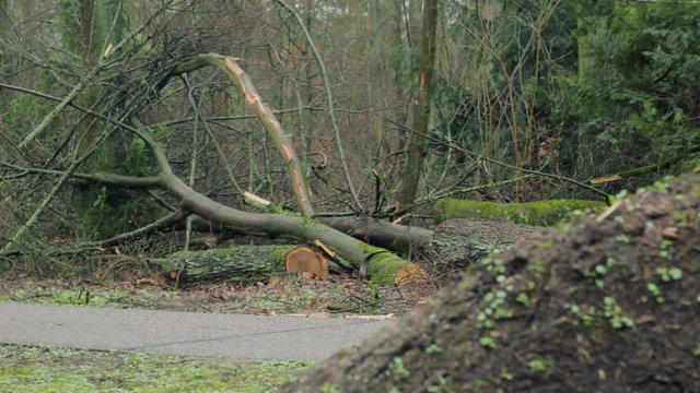 Broken, Fallen and Cut Down Tree near Roadside and Walkway