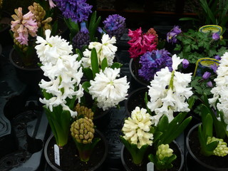 Hyacinths