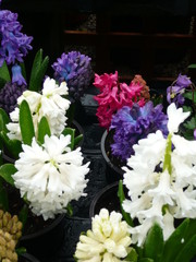 Stunning hyacinths