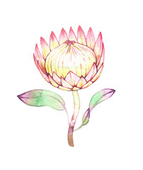 hand drawn watercolor Protea flower