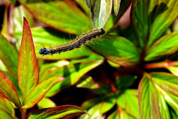 macro caterpillar