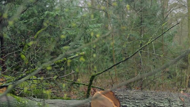 Broken, Fallen and Cut Down Tree near Roadside and Walkway