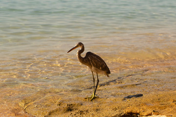 Western reef heron (Egretta gularis) also called the western reef egret. The bird catches fish on the shoreline of the Red Sea.