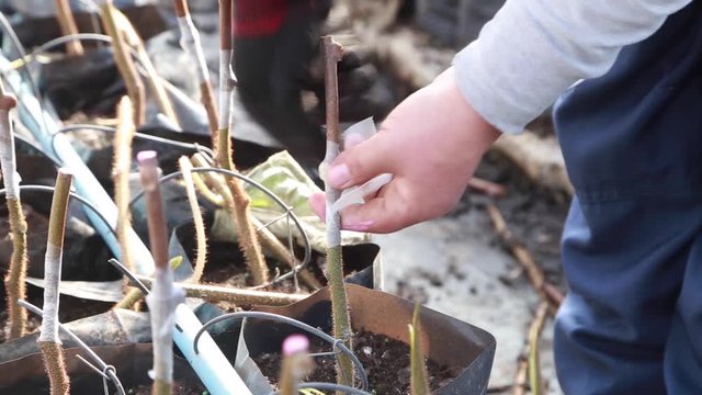 Amarra de injerto de plantas