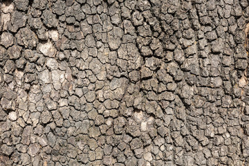 Texture of wooden bark