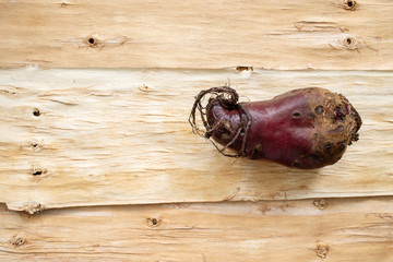 One ugly beet are lying on background of inverted tree bark. 