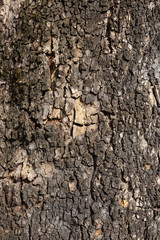Texture of wooden bark