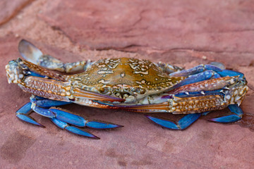 Callinectes sapidus, the Atlantic blue crab, or regionally as the Chesapeake blue crab.