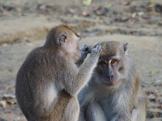 Monkey grooming in Malaysia