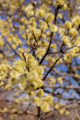 Beautiful pussy willow flowers branches. Easter palm sunday holiday.