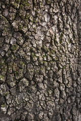 Texture of wooden bark