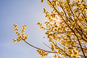 Beautiful pussy willow flowers branches. Easter palm sunday holiday.