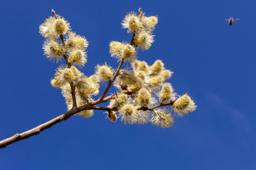 Beautiful pussy willow flowers branches. Easter palm sunday holiday.