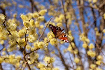 Beautiful willow twigs and colored butterfly in spring at sunrise morning, macro. Amazing elegant artistic image nature in spring, willow flowers and butterfly.