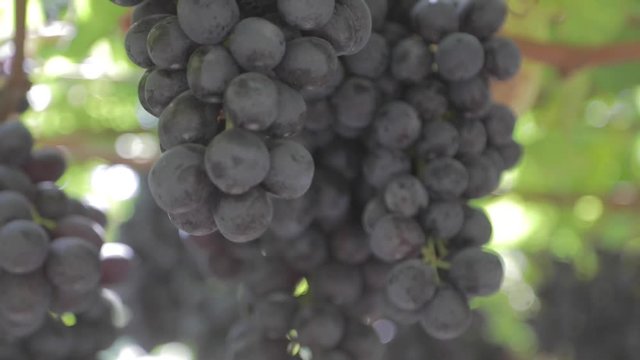 Detalles de baya, uva negra
