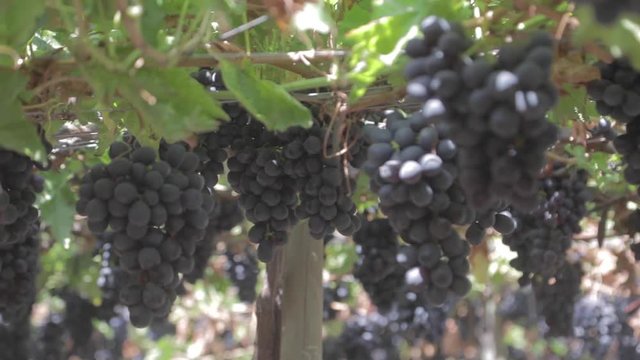 Uva negra en la parra