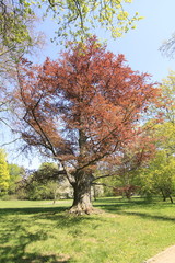 Fototapeta premium Herbstbaum