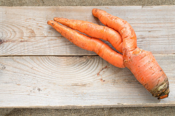 One ugly carrot are lying on grey wooden planks on burlap. 