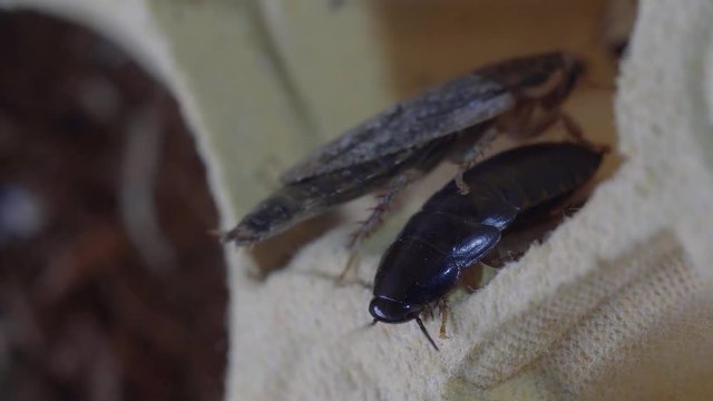 marble cockroaches eat banana close-up of several insects.