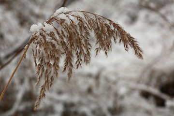Weide im Schnee