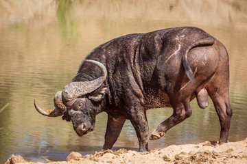 African buffalo in waterhole in Kruger National park, South Africa ; Specie Syncerus caffer family...