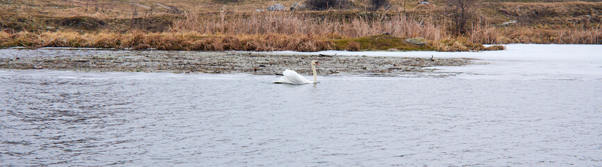 The family of wild swans on the river