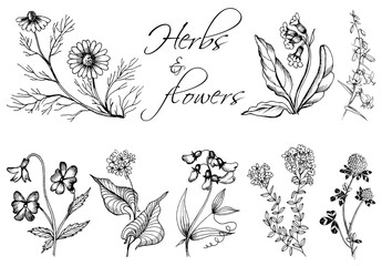 Set of floral elements . Herbs and flowers.