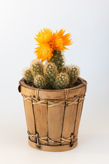 Kaktus mit Blüte