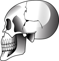 Skull