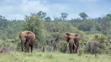 Two African bush elephant walking in green savannah in Kruger National park, South Africa ; Specie Loxodonta africana family of Elephantidae