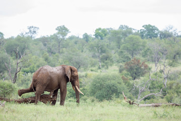 Fototapeta na wymiar African bush elephant walking in green bush in Kruger National park, South Africa ; Specie Loxodonta africana family of Elephantidae