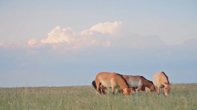 Horse Przewalski (Equus ferus przewalskii) in the steppe. (The Mongolian national park)