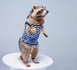 dressed raccun 